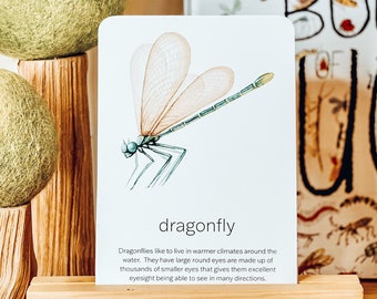 Minibeast Facts Flashcards, Minibeasts, Bugs, Insects, Nature, Flashcards, Digital DIY, Montessori Cards, Homeschool Resources