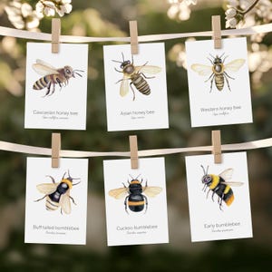 May include: Six cards with watercolor illustrations of bees, including Caucasian, Asian, and Western honey bees, plus Buff-tailed, Cuckoo, and Early bumblebees. Each card is labeled with the bee's name. The cards are clipped to a string with wooden clothespins.