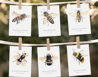 Bee Species Flashcards, Bees, Printable Bee Species Flashcards, Montessori Cards, Homeschool Resources, Bee Flashcards, Bee Poster Digital