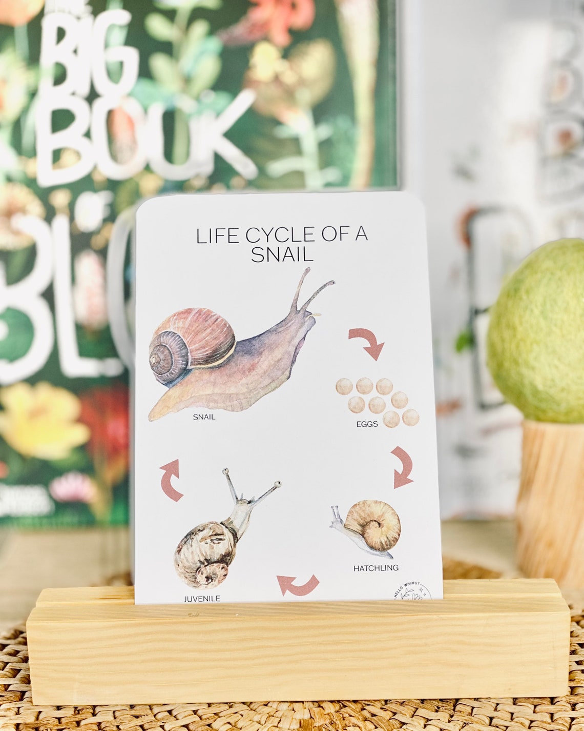 Life Cycle of a Snail Flashcards Snails Nature Flashcards Etsy