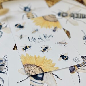 May include: White cards featuring watercolor illustrations of bees and sunflowers. The cards have the text "Life of Bees BEE SPECIES". The cards are arranged in a stack, with some cards in focus and others blurred.