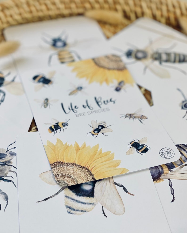 May include: White cards featuring watercolor illustrations of bees and sunflowers. The cards have the text "Life of Bees BEE SPECIES". The cards are arranged in a stack, with some cards in focus and others blurred.