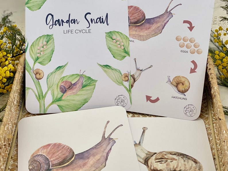 Life Cycle of a Snail Flashcards Snails Nature Flashcards Etsy Canada