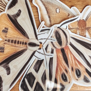 Large Moth Cut Outs, Moth Wall Decor, Printable, Nature Printables, Homeschool, Nature, Moth Decals