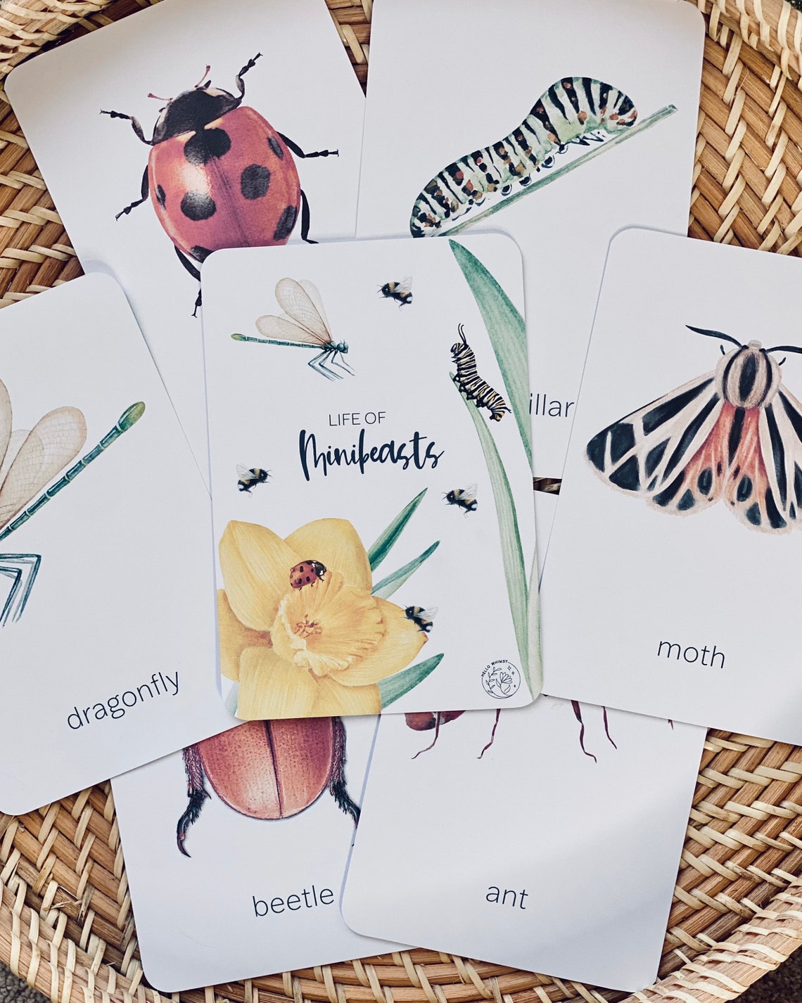 Minibeast Flashcards Minibeasts Bugs Insects Nature Etsy