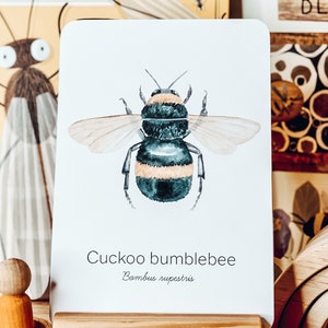 May include: A watercolor illustration of a Cuckoo bumblebee, with black and yellow stripes, and translucent wings, is displayed on a white card. The card is propped up on a wooden stand. The text "Cuckoo bumblebee" and "Bombus rupestris" are printed on the card.