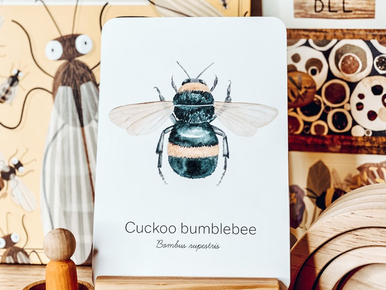 May include: A watercolor illustration of a Cuckoo bumblebee, with black and yellow stripes, and translucent wings, is displayed on a white card. The card is propped up on a wooden stand. The text "Cuckoo bumblebee" and "Bombus rupestris" are printed on the card.
