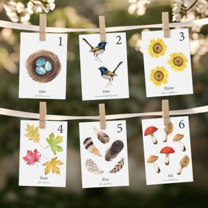 Flitskaarten natuur, getallen tellen 1-10 flitskaarten, natuur, flitskaarten tellen, insecten, montessorikaarten, printables voor thuisonderwijs