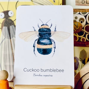 May include: A watercolor illustration of a cuckoo bumblebee on a white card. The bee is depicted with black and yellow stripes and translucent wings. The card has the text "Cuckoo bumblebee" and "Bombus rupestris".
