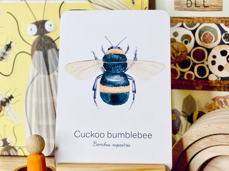 May include: A watercolor illustration of a cuckoo bumblebee on a white card. The bee is depicted with black and yellow stripes and translucent wings. The card has the text "Cuckoo bumblebee" and "Bombus rupestris".
