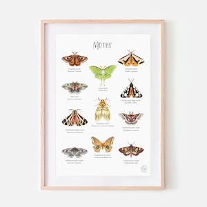Butterflies Educational Poster Kids Room Playroom Montessori Poster Butterfly Print Nature Butterfly Illustration