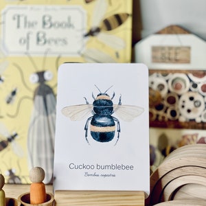 May include: A watercolor illustration of a Cuckoo bumblebee on a white card. The card is displayed in a wooden stand. The text "Cuckoo bumblebee" and "Bombus rupestris" are printed below the image. A book titled "The Book of Bees" is visible in the background.
