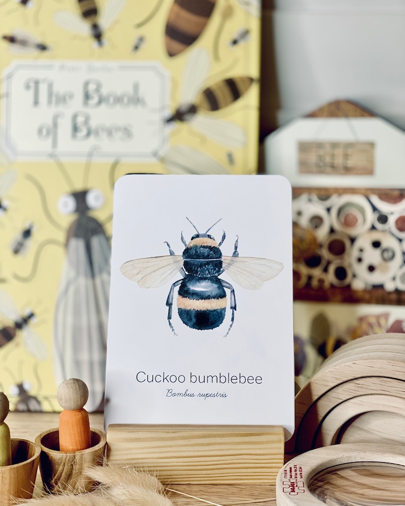 May include: A watercolor illustration of a Cuckoo bumblebee on a white card. The card is displayed in a wooden stand. The text "Cuckoo bumblebee" and "Bombus rupestris" are printed below the image. A book titled "The Book of Bees" is visible in the background.