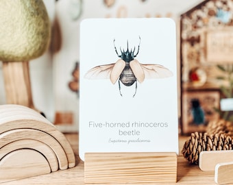 Beetle Species Flashcards, Beetles, Bugs, Nature, Flashcards, Digital DIY, Beetle Species, Montessori Cards, Homeschool Resources