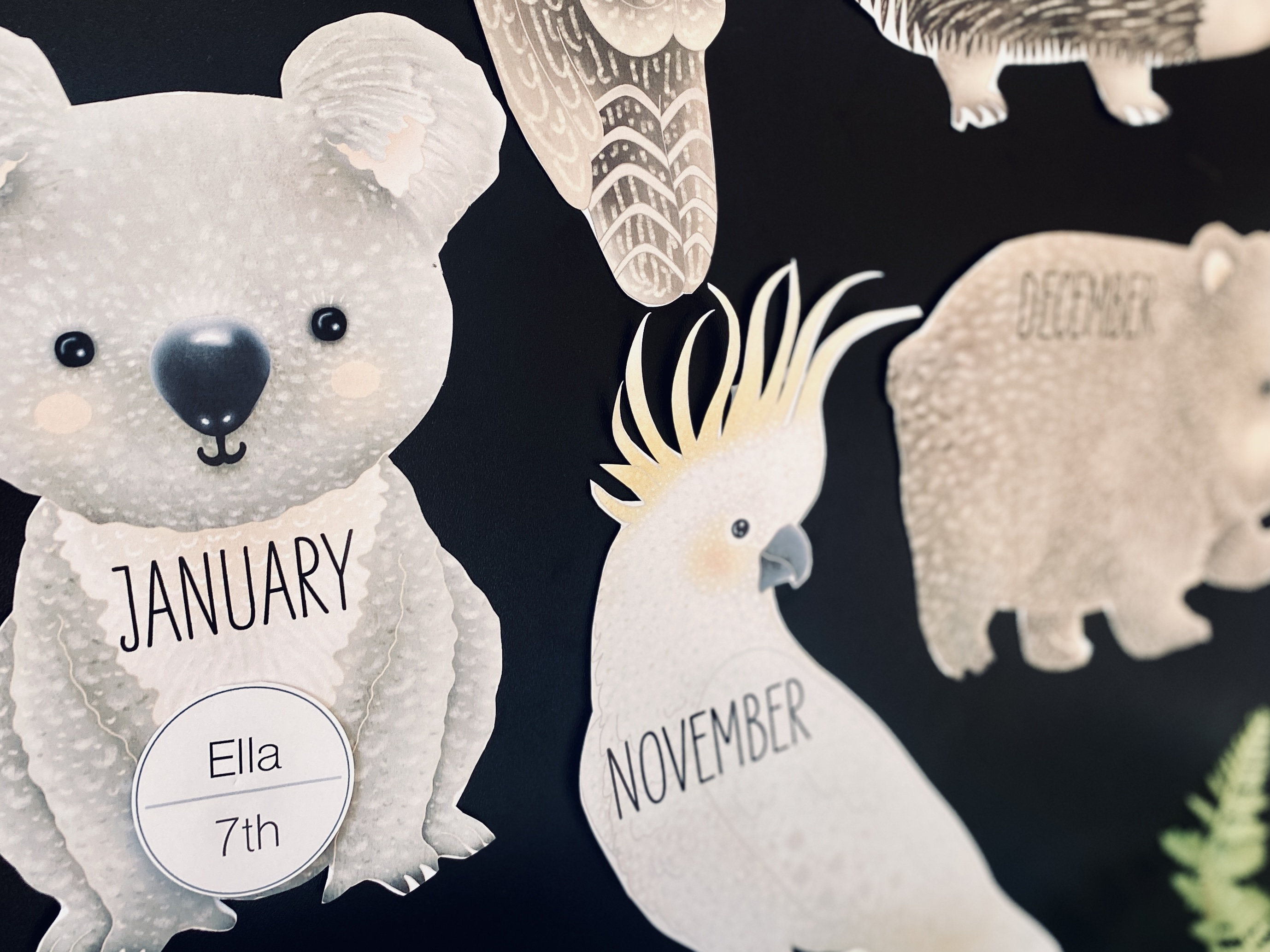 AUSTRALIAN ANIMAL Birthday Display | Birthday Chart | Australian | Koala | Australian Animal Themed Classroom Decor