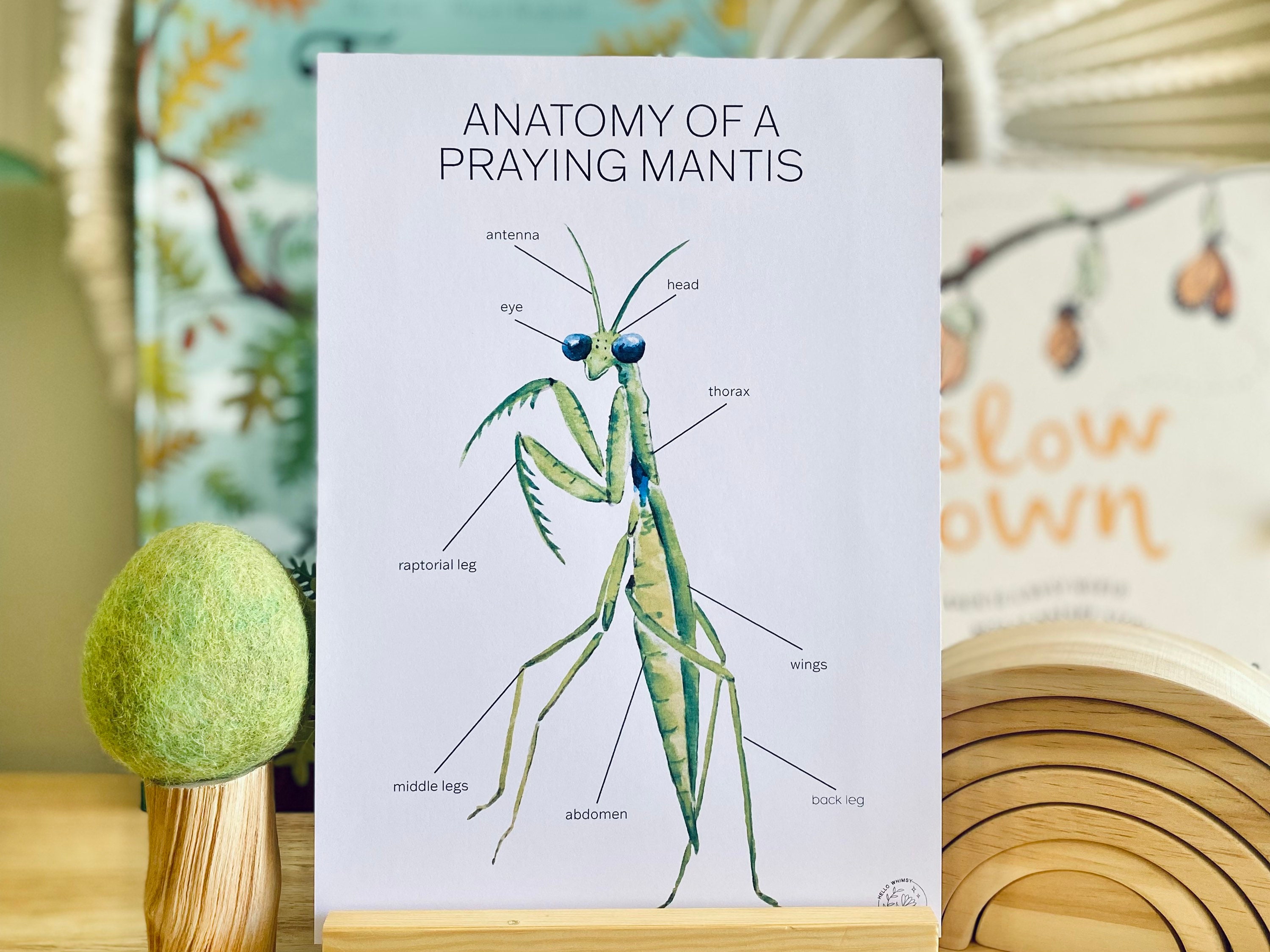 Anatomy of a Praying Mantis Poster Bugs Anatomy Anatomy Etsy