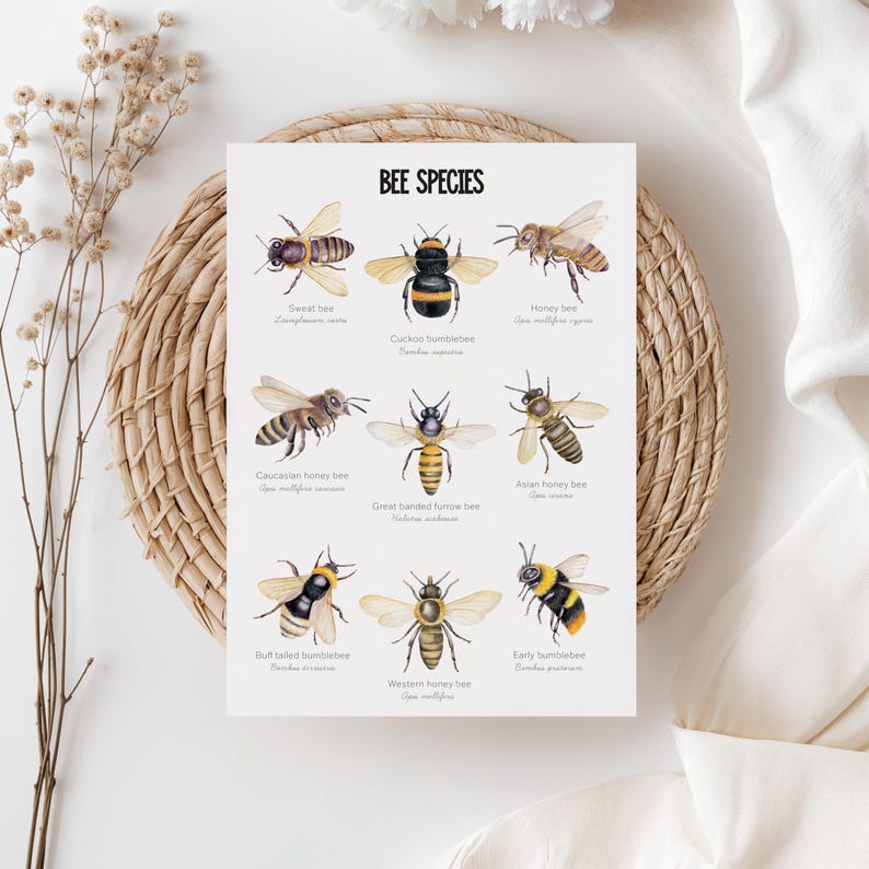 May include: A print titled "BEE SPECIES" featuring watercolor illustrations of various bee types. The print showcases nine different bees, including sweat bees, honey bees, and bumblebees, each labeled with their common and scientific names. The artwork is set against a white background.
