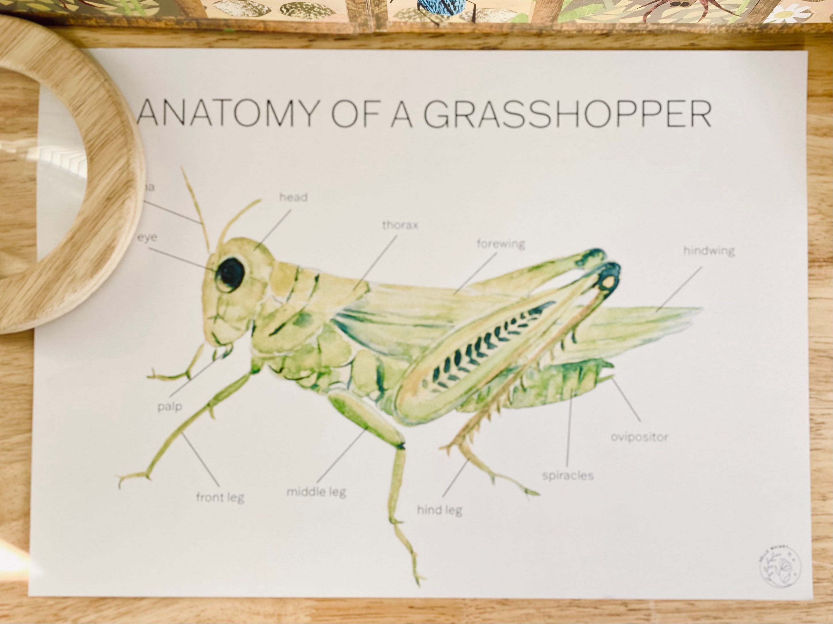 Anatomy Of A Grasshopper Poster Grasshopper Anatomy Anatomy Etsy 日本