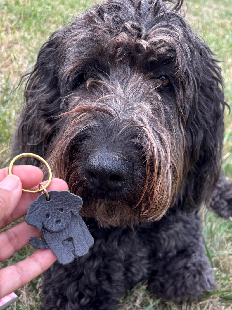 May include: A close-up of a black dog with brown and gray fur. A small, gray leather dog-shaped keychain with a gold ring is held in front of the dog. The dog is sitting on green grass.