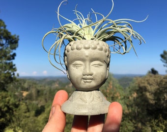 Goddess Buddha Head - Air Plant Holder