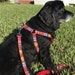 see more listings in the Dog Harness section