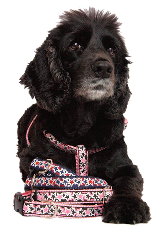 star dog harness