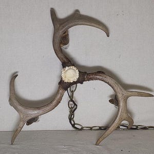 May include: A three-pronged antler chandelier with a chain hanging from the centre. The antlers are connected by a metal chain and have a white, circular, decorative piece in the centre.