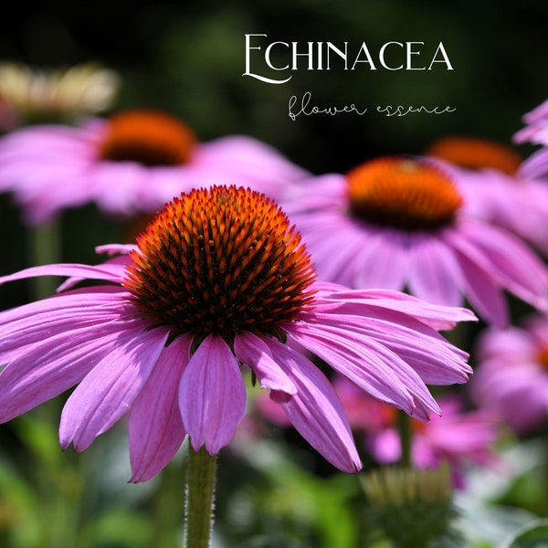 Echinacea Flower Essence - integrated sense of self, restoring core identity