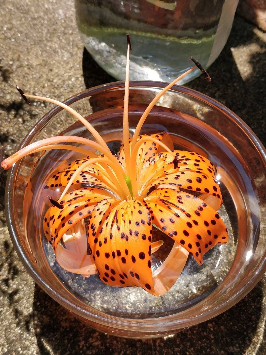 Tiger Lily Flower Essence balance masculine & feminine Etsy.de