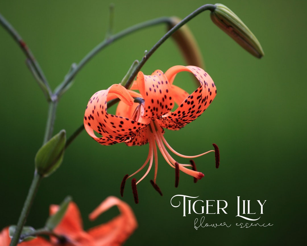 Tiger Lily Flower Essence balance masculine & feminine Etsy.de
