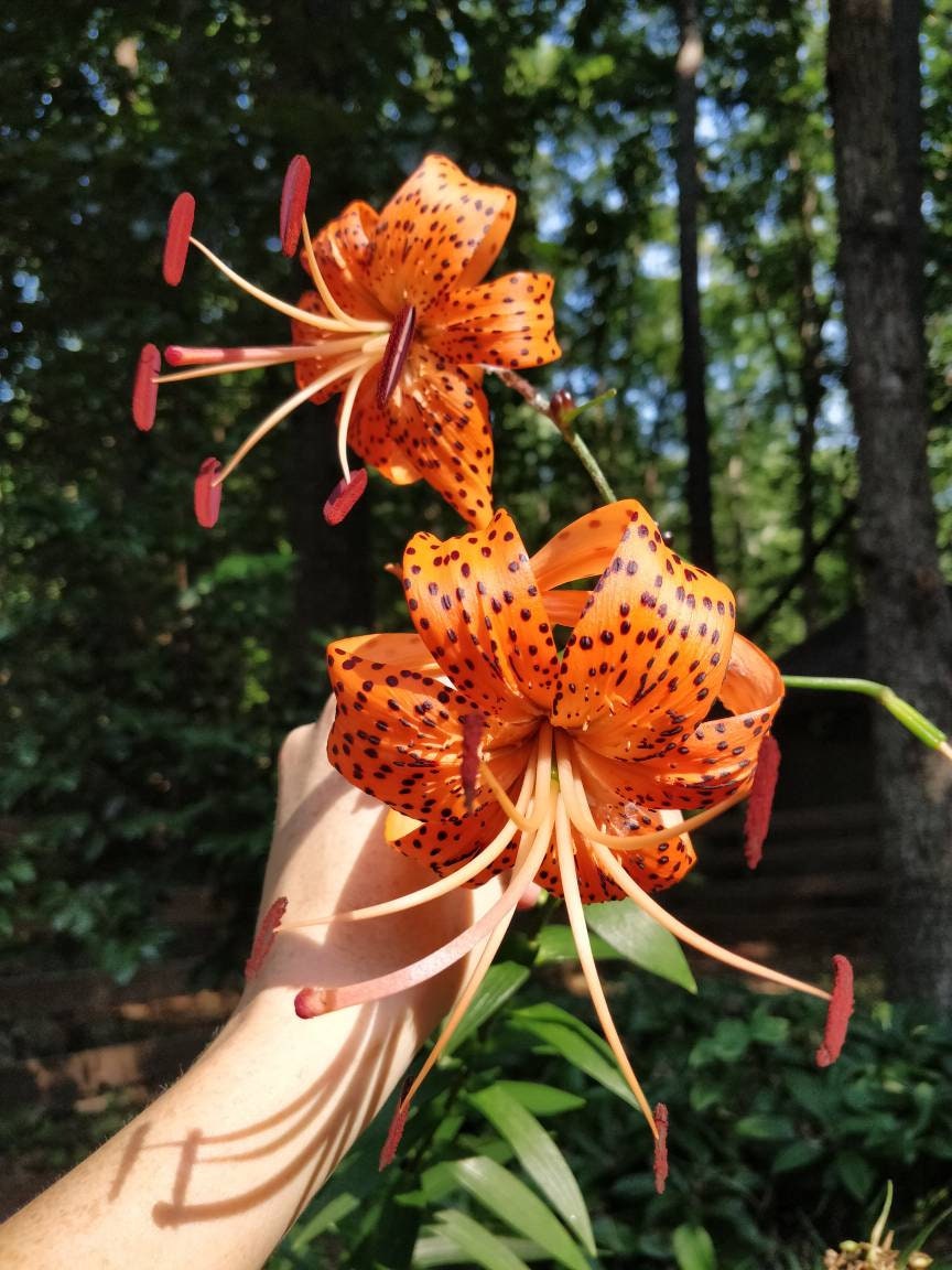 Tiger Lily Flower Essence balance masculine & feminine Etsy.de