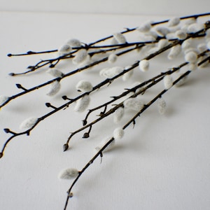 May include: A bunch of pussy willow branches with fluffy white buds against a white background.