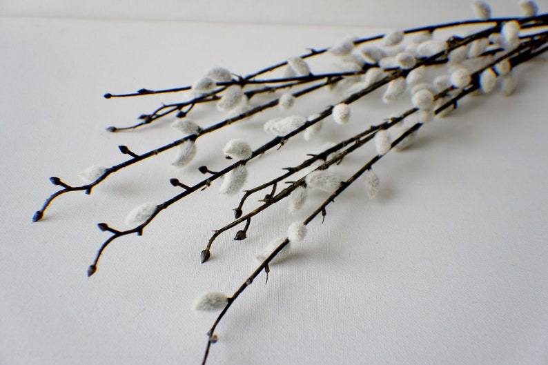 May include: A bunch of pussy willow branches with fluffy white buds against a white background.