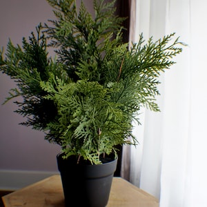 May include: A small, green evergreen plant in a black pot sits on a wooden table. The plant has dense, feathery foliage. The table is light brown and has a hexagonal shape. A white curtain is in the background.