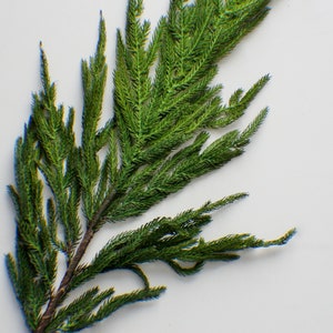 May include: A single sprig of green pine needles with a brown stem. The pine needles are long and thin, and the stem is bare.