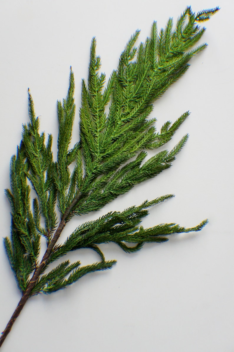 May include: A single sprig of green pine needles with a brown stem. The pine needles are long and thin, and the stem is bare.