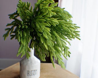 May include: A white ceramic vase with the word "BLOOM" in black lettering, filled with bright green, fern-like foliage. The vase is on a light brown wooden table. The background includes a window and sheer curtains.