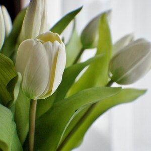 May include: A close-up of a bouquet of white tulips with green leaves. The petals of the tulips are a creamy white with a hint of yellow. The leaves are a vibrant green, and the stems are a light brown.