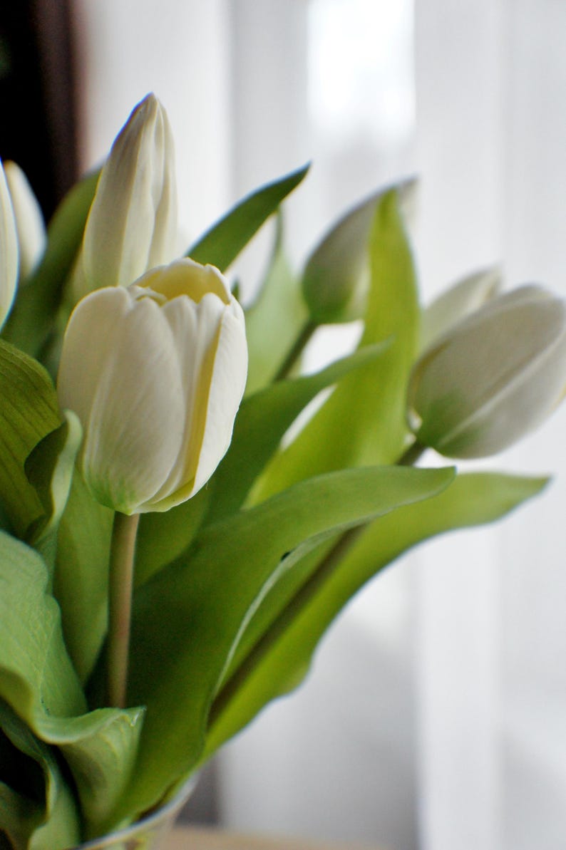 May include: A close-up of a bouquet of white tulips with green leaves. The petals of the tulips are a creamy white with a hint of yellow. The leaves are a vibrant green, and the stems are a light brown.