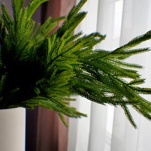 May include: A green leafy plant in a white pot, positioned in front of a white sheer curtain with a window behind it.