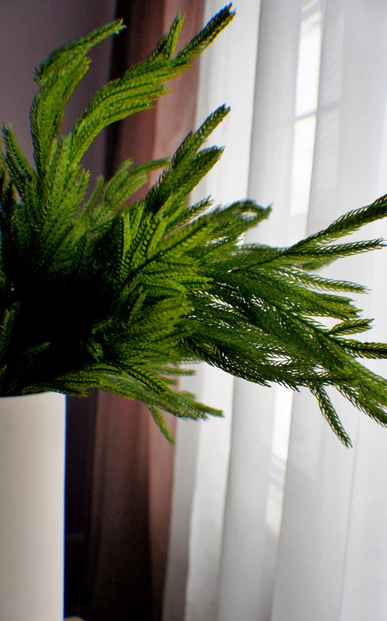 May include: A green leafy plant in a white pot, positioned in front of a white sheer curtain with a window behind it.