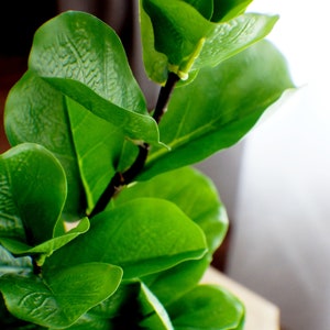 May include: A close-up of a green leafy plant with large, textured leaves. The plant is in a white pot and is sitting on a wooden surface.