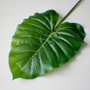 Puede incluir: Una sola hoja verde grande con venas prominentes, aislada sobre un fondo blanco.