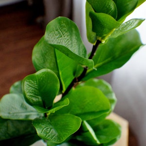 May include: A close-up of a green leafy plant with large, textured leaves. The plant is in a white pot and is sitting on a wooden surface.