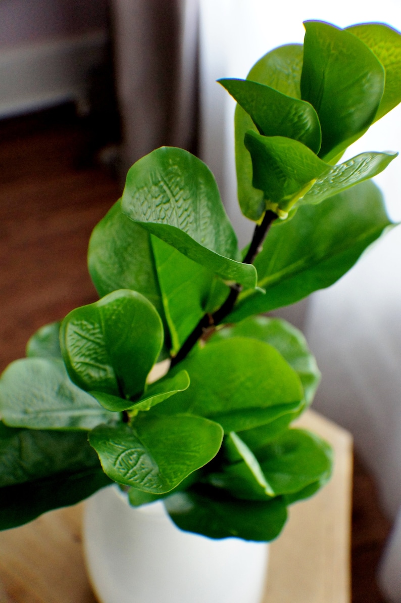 May include: A close-up of a green leafy plant with large, textured leaves. The plant is in a white pot and is sitting on a wooden surface.