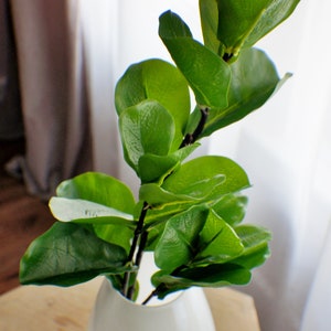 May include: A white ceramic vase with a green leafy plant inside. The vase is round and has a smooth surface. The plant has large, green leaves that are arranged in a symmetrical pattern.