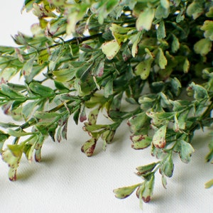 16" Boxwood Bush, Boxwood Stem, Greenery, Faux Boxwood, Artificial Flowers, Floral stems, Farmhouse Green, Home Accents, Center Piece image 7