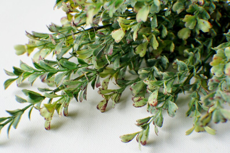 16" Boxwood Bush, Boxwood Stem, Greenery, Faux Boxwood, Artificial Flowers, Floral stems, Farmhouse Green, Home Accents, Center Piece image 7