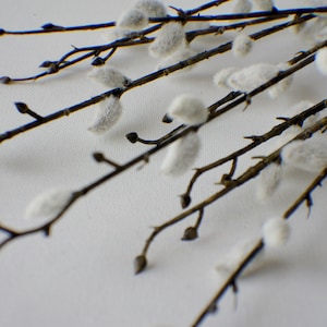 May include: A bunch of pussy willow branches with white fluffy buds against a white background.