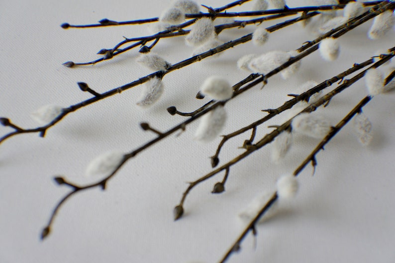 May include: A bunch of pussy willow branches with white fluffy buds against a white background.